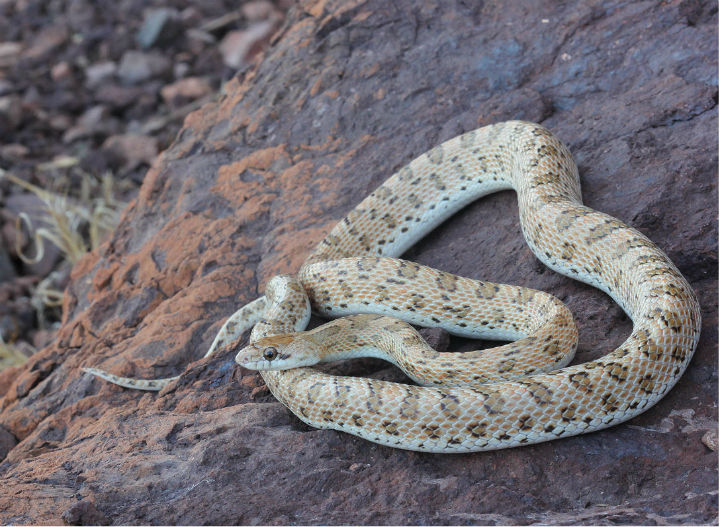 Desert Glossy Snake.